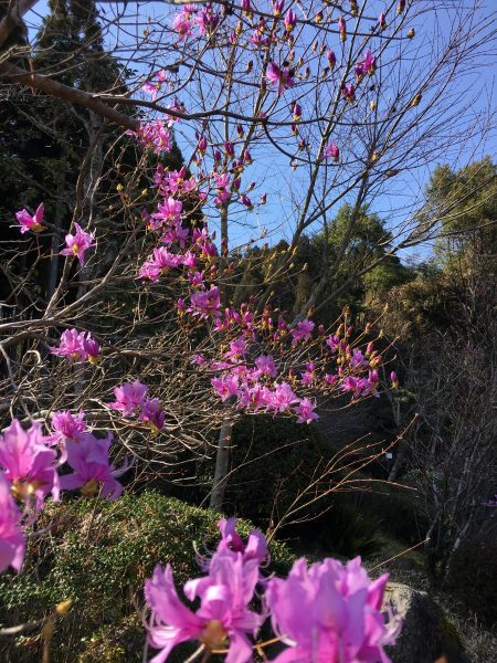 社屋前庭の岩つつじ ヤマグチ株式会社 鹿児島県霧島市牧園町 総合建設業 土木 解体